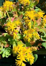Plants sedum palmieri à - de,
