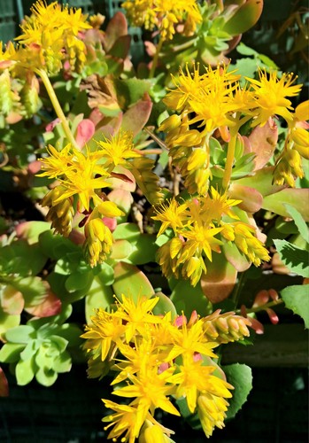 Plants sedum palmieri à - sedum,