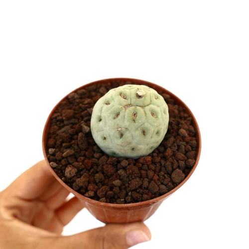 Tephrocactus geometricus one - tephrocactus,