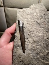 Belemnite fossile acrocoelites