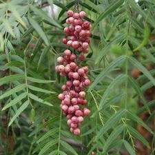 L'ARBRE A POIVRE    Schinus
