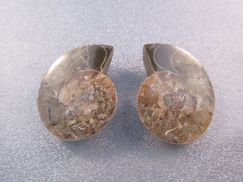 Pair madagascar ammonite - pair,