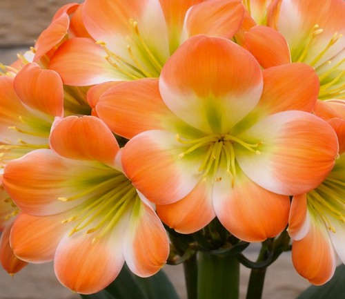 Clivia touch class - touch, self