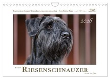 Avec le schnauzer géant tout