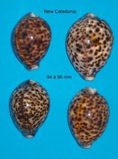 Cypraea   4   Tigris       New Caledonia     84 à 96 mm