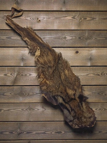 Peau félin taxidermie - peau,