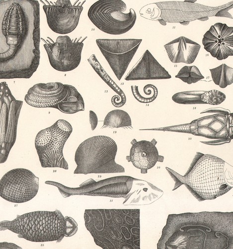1870 gravure originale - gravure,