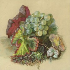 Selma Gaspary - 1876