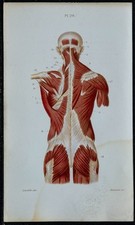 1852 - Planche anatomie