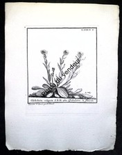 Gravure botanique XVIIIe