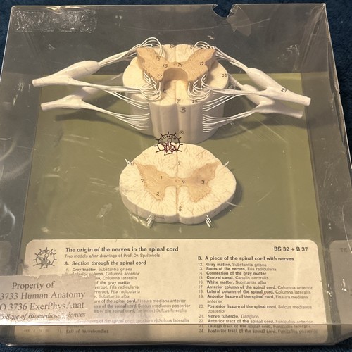 Somso zoo 3733 - human, anatomy