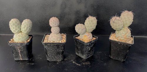Tephrocactus geometricus 7 - geometricus,