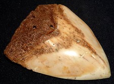 Dent De Requin Heller