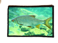 Patch MORALE 5x8cm "PECHE GARDON" Broderie PRINT Design Fun Militaire