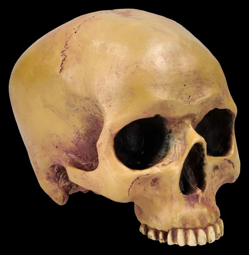 Crâne humain sans mandibule - humain,