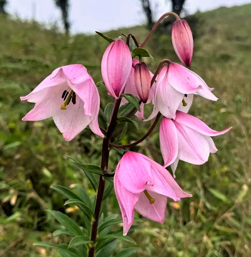 Lilium mackliniae - lilium,