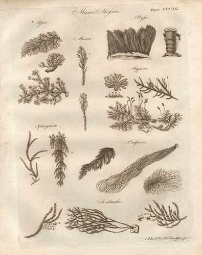 1797 géorgien imprimé musci - 1797, imprimé~