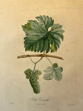 POITEAU, la pomologie