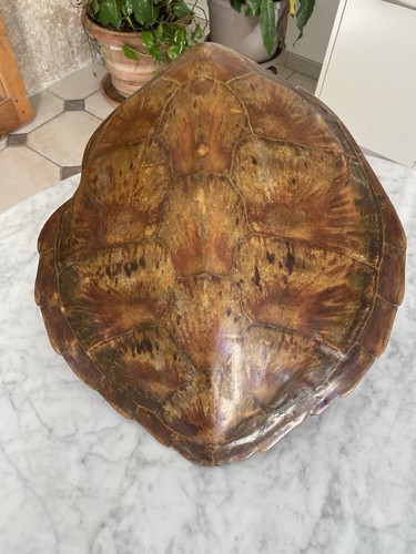 Carapace tortue - carapace,