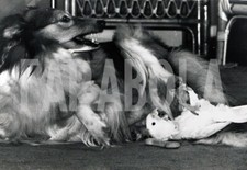 Photo de presse vintage Regno