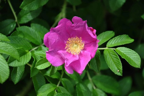 Graines eglantier rosier - graines, (rosier