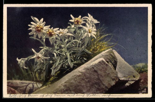 Carte postale edelweiss sur - postale,