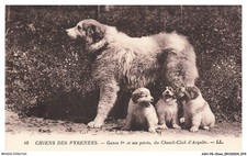 ASHP8-0477-CHIEN - CHIENS DES PYRENEES - GAZOS 1er ET SES PETITS DU CHENIL-CLU