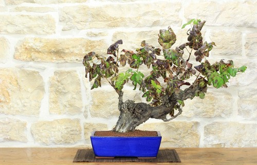 Bonsaï vigne - de,