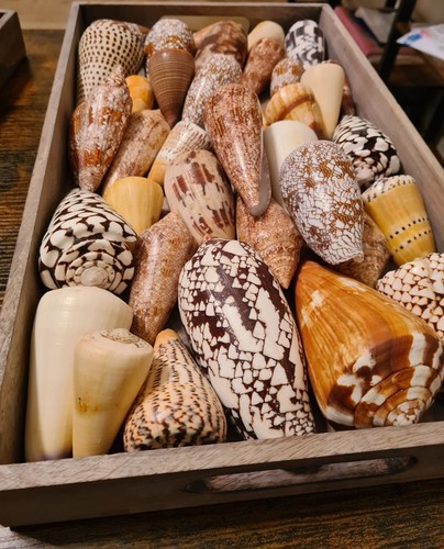 Coquillage conus cones des - coquillage, conus,
