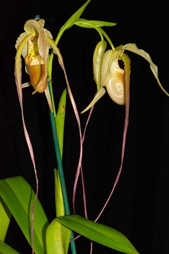 Phragmipedium leslie garay - phragmipedium,
