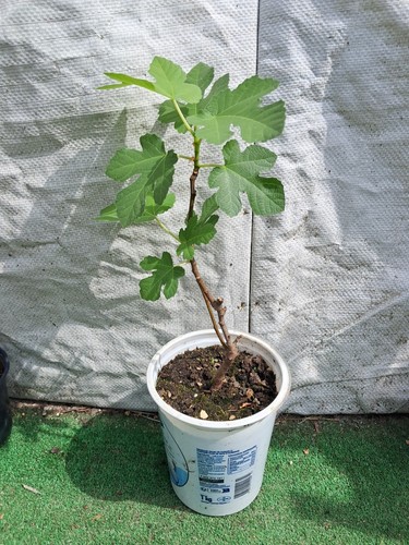 Figuier ficus carica figue - figuier,