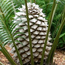 Lepidozamia peroffskyana - Zamia Écailleuse | Cycas du Queensland