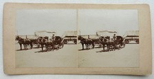 PHOTO STEREO FIN XIX ATTELAGE CHEVAUX CARRIOLE  N627