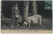EN PERIGORD (24) - La truie vient de trouver une truffe et en cherche d'autres