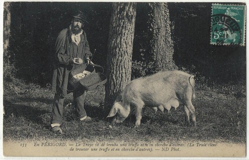 Perigord la truie - en,
