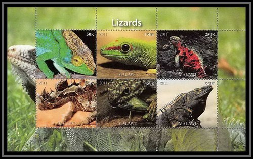 2126 malawi reptile - malawi, bf