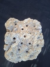 WYSIWYG Porte Boutures Support En Véritable Roche Récifal Aquarium Mer Marin