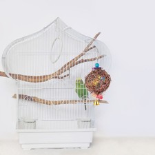  Oiseau perroquet jouet