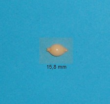 Cypraea    Chiapponi   Philippines   15,3 mm