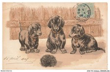 AVWP14-0799-ANIMAUX - Chien -