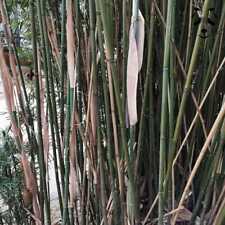 3 Graines de Fargesia South