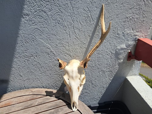 Crâne cerf sika cervus - crâne, de