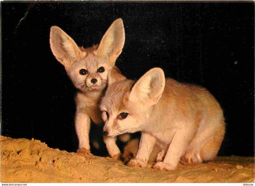 Carte postale animaux - postale,