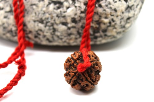 Mukhi rudraksha perle - rudraksha,
