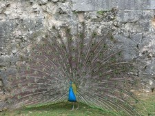 Set de table photo poster A3