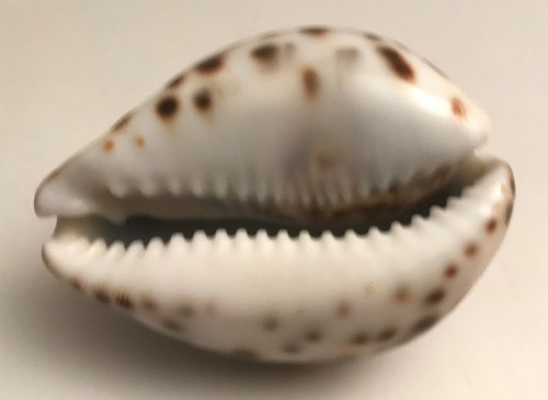 Petit coquillage cypraea - 🐚,