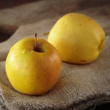 Pommier ancien 'Rambour