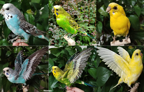 Real taxidermy budgerigar - real,