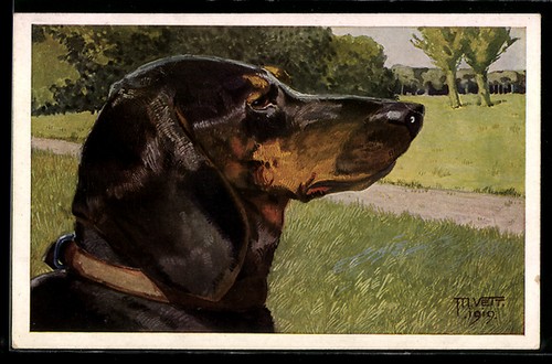 Carte postale artiste - carte, teckel