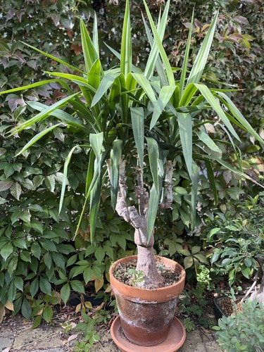 Ancien palmier yucca - palmier,